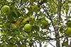 paradise apple