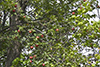 paradise apple