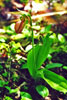 pink lady’s slipper