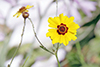 plains coreopsis