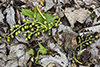 plains cottonwood