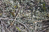 plantain-leaved pussytoes