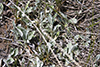 plantain-leaved pussytoes