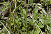 plantain-leaved pussytoes