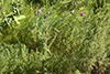 plumeless thistle