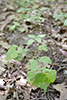 pointed-leaved tick-trefoil