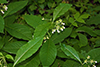 poke milkweed