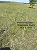 porcupine grass