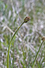 prairie alumroot