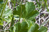 prairie alumroot