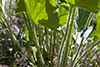 prairie alumroot