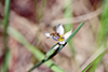 prairie blue-eyed grass