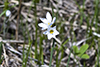 prairie blue-eyed grass