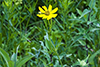 prairie coreopsis