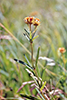 prairie coreopsis