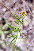 prairie coreopsis