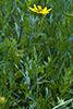 prairie coreopsis