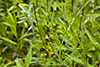 prairie coreopsis