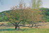 prairie crabapple