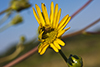 prairie dock