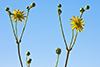 prairie dock