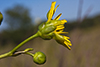prairie dock