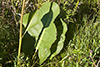 prairie dock