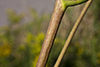 prairie dock