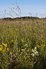 prairie dock