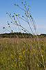 prairie dock