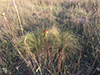 prairie blue-eyed grass