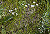 prairie fleabane (var. strigosus)