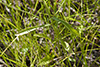 prairie fleabane (var. strigosus)