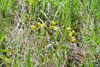 prairie groundsel