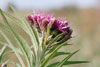 prairie ironweed