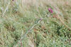 prairie ironweed