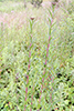 prairie ironweed