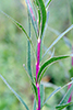 prairie ironweed