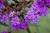 prairie ironweed