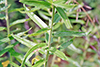 prairie milkweed