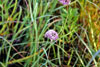 prairie onion