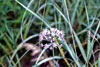 prairie onion