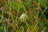 prairie onion