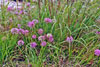 prairie onion