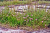 prairie onion