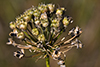 prairie onion