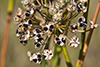 prairie onion