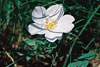 prairie rose