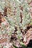 prairie sagewort