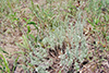 prairie sagewort